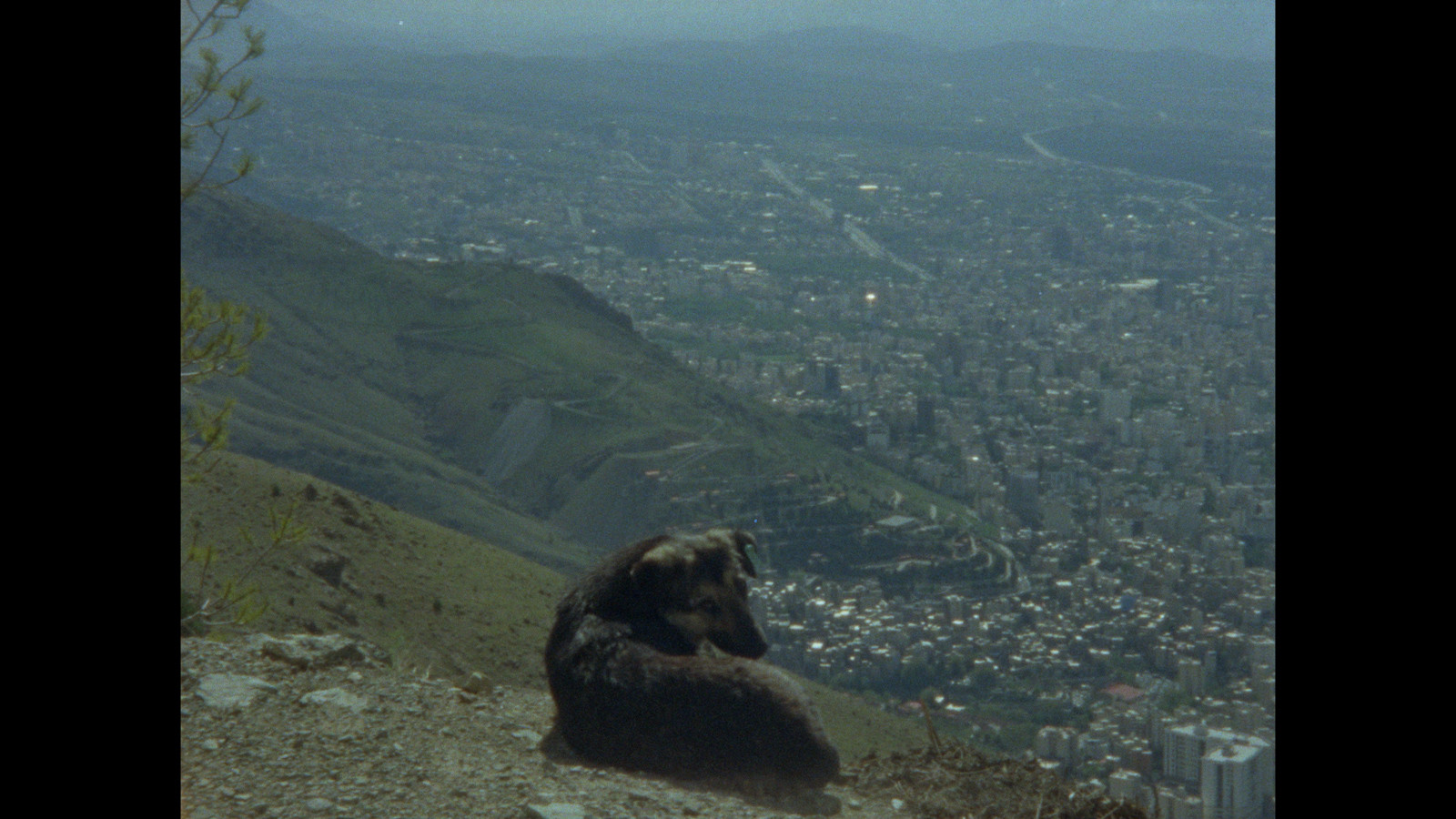 A image taken from the top of a mountain looking down to a city with a dog lying down in the foreground looking at the camera.